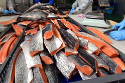 В России вырос спрос на специалистов рыбной отрасли