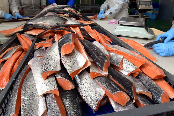 переработка рыбы 