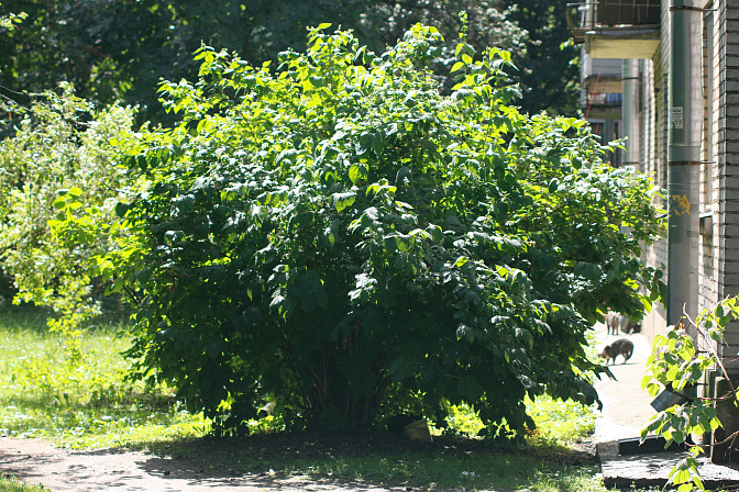 Кустарник
