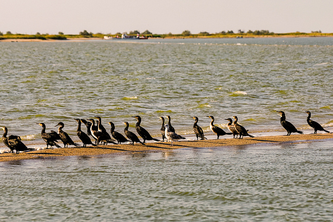 азовское море бакланы 