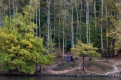 В СФ призвали ускорить путь от лесоустройства до выдачи участка в аренду
