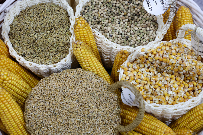 семена кукуруза овёс агропром 