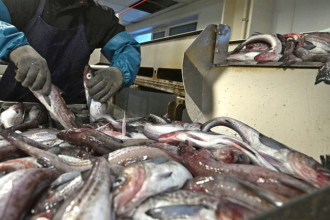 рыба завод рыбная продукция 