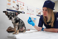 В СФ рассказали, как снизить цены на услуги ветеринарных клиник