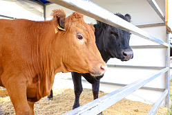 В Минсельхозе предлагают увеличить штрафы за нарушения при перевозке скота 