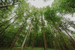 В СФ планируют заняться проблемой недофинансирования лесоустройства