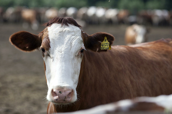 ферма корова 