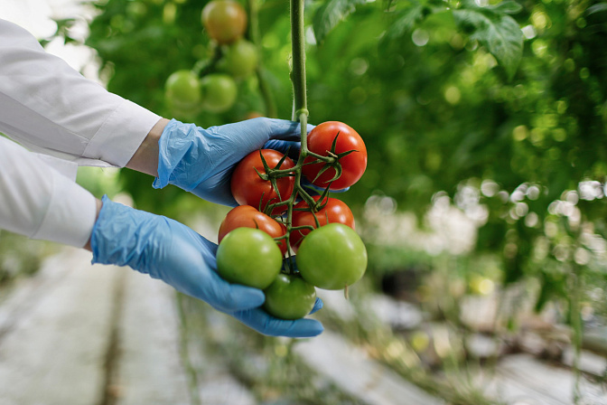 органическое производство томаты фермеры