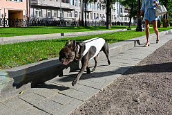 Владельцев опасных собак могут обязать делать страховки