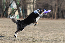 В СФ поддержали создание единого реестра домашних животных