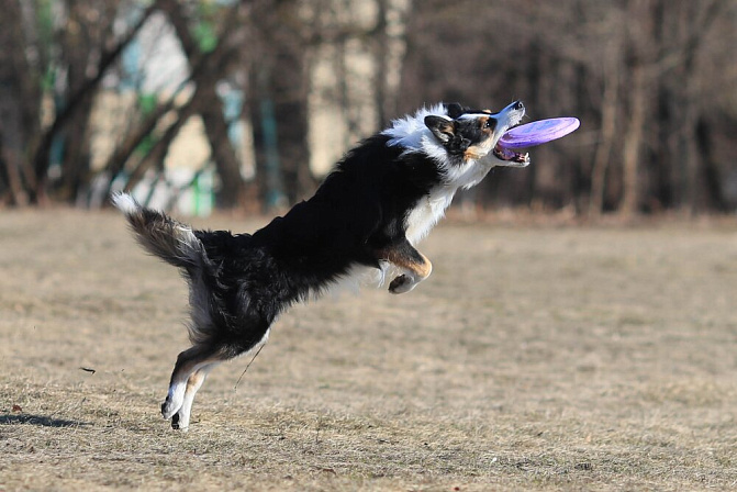 собака питомец дрессировка 