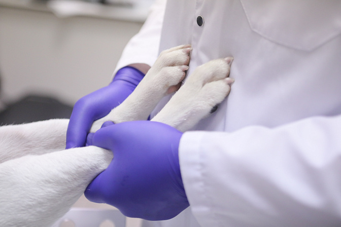 ветклиника питомец 