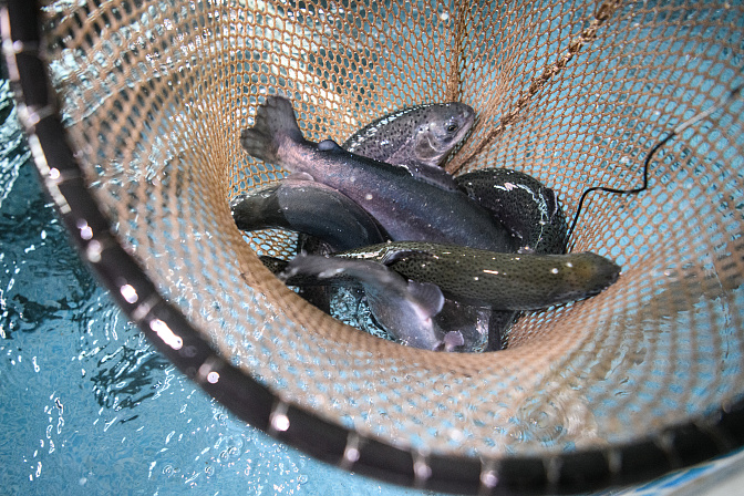 форель рыба 