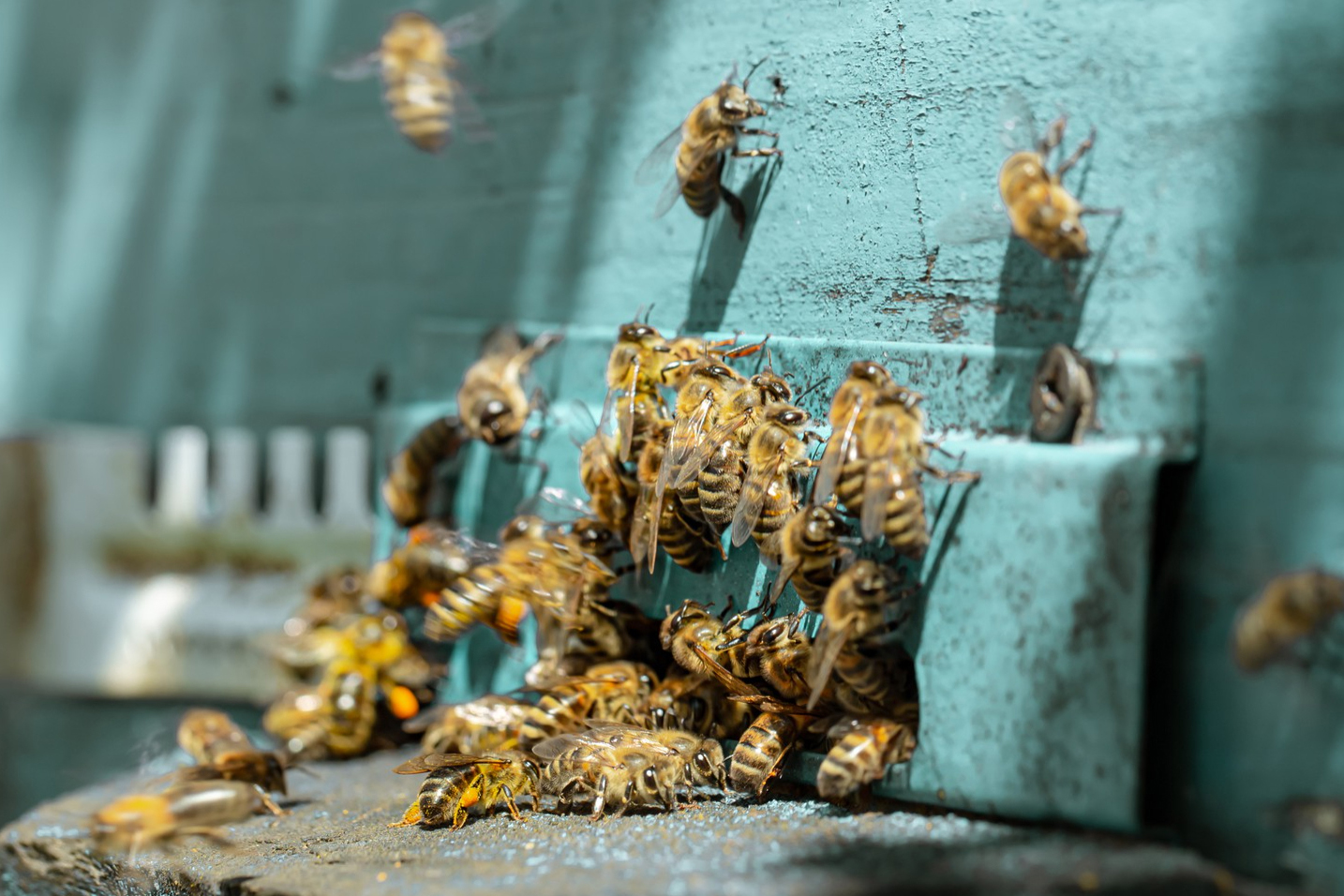 цветочная полка bee swarm